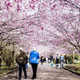 People walk along an avenue of blossoming cherry trees in Copenhagen, Denmark.